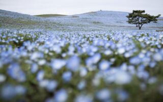 日本国营常陆海滨公园粉蝶花盛开 美不胜收