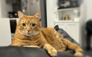 为何你家的猫狗有时候会摇头？