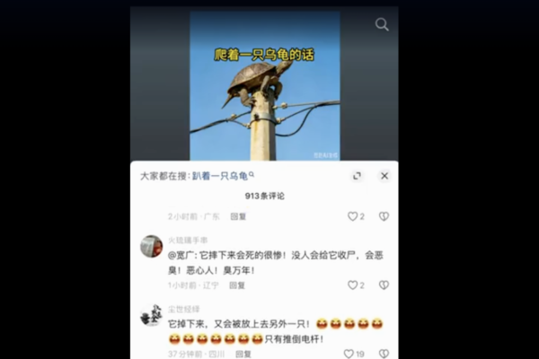 抖音视频“电线杆顶上的乌龟”被封杀 惹议