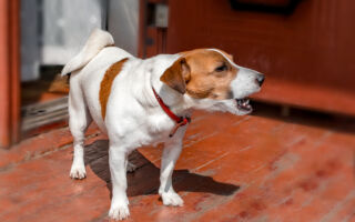 小狗听到门铃吠叫 训犬师：主人别犯这个错