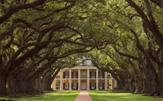 树龄近三百年的南方活橡树枝繁叶茂，交织成一片宽阔的树冠，如同天然的哨兵，守护着通往庄园的林荫小径。虬曲的褐色枝桠，与巷道尽头宅邸柱廊的笔直线条形成鲜明对比。（橡树巷基金会提供）