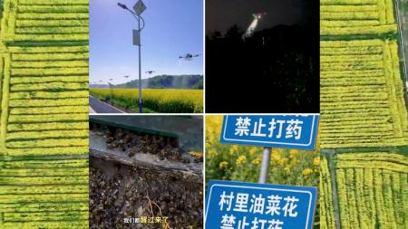 大陆多地无人机狂洒农药酿灾 蜂农损失惨重