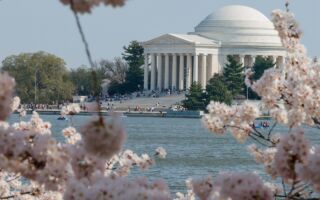 组图:美国华府樱花盛开 浪漫花海迎客来