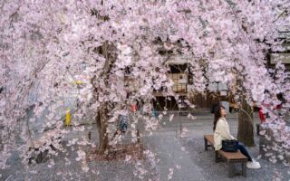 组图:日本东京樱花盛放 踏青赏花正当时