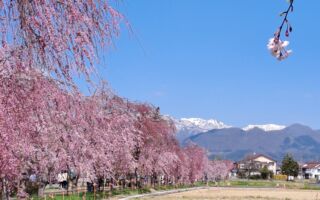 山川异域风月同天：鉴真感动结缘 不惜身命慈悲东渡
