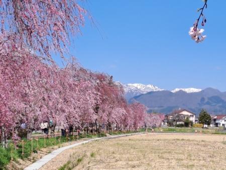 山川异域风月同天：鉴真感动结缘 不惜身命慈悲东渡