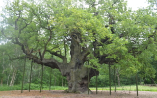 传说庇护过罗宾汉 英国1200年大橡树宣告死亡