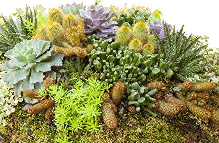 多肉植物创意盆栽 小巧讨喜又疗愈